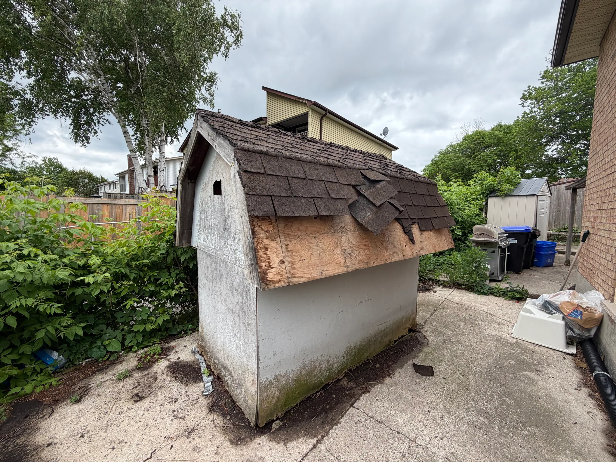 Shed roof before repairs, with lifted and missing shingles